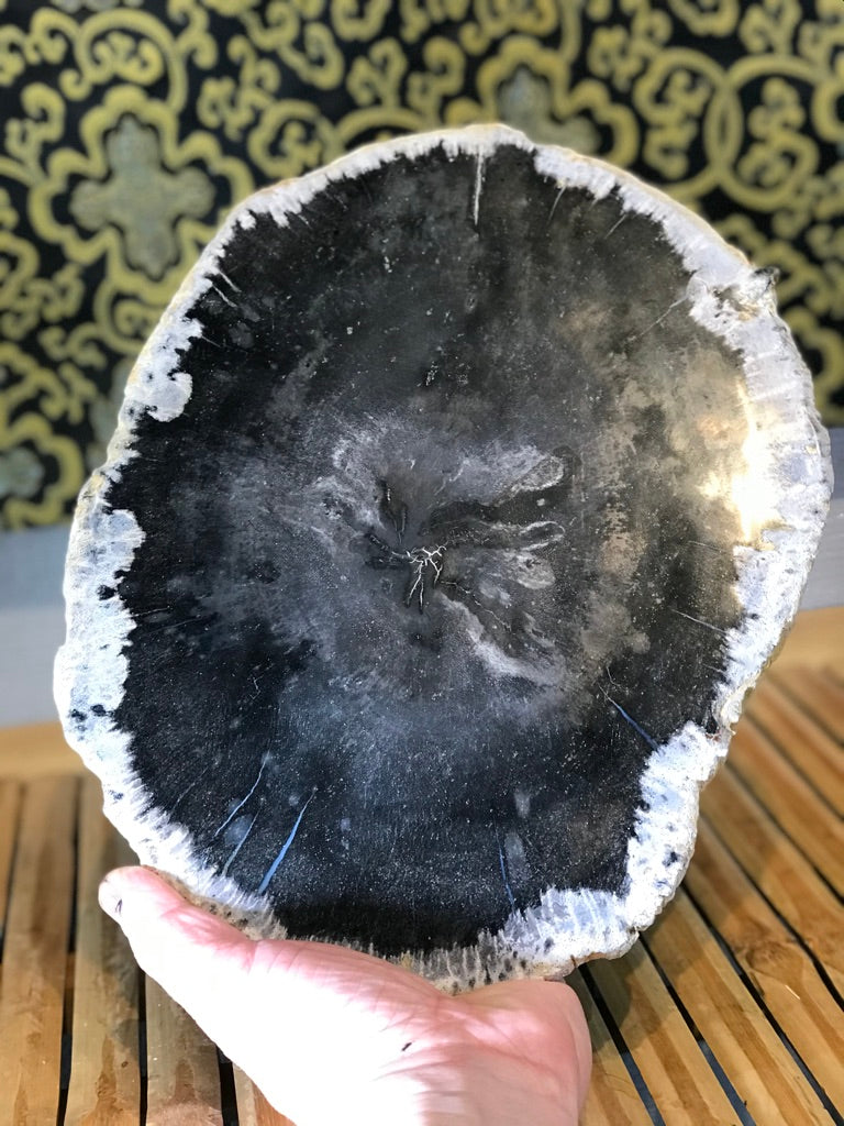 Petrified Wood Slice On Stand - Routes Gallery
