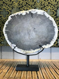 Petrified Wood Slice On Stand - Routes Gallery