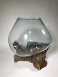 Glass & Teak Terrarium Vase Sculpture 13" - Routes Gallery